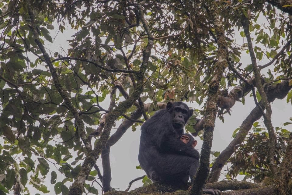 Nyungwe Ancient Rainforest & Primate Trail