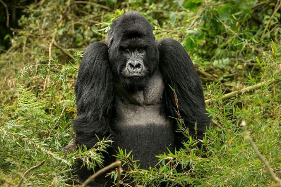 The Silent Dialogue: Meeting the Silverback at Dawn
