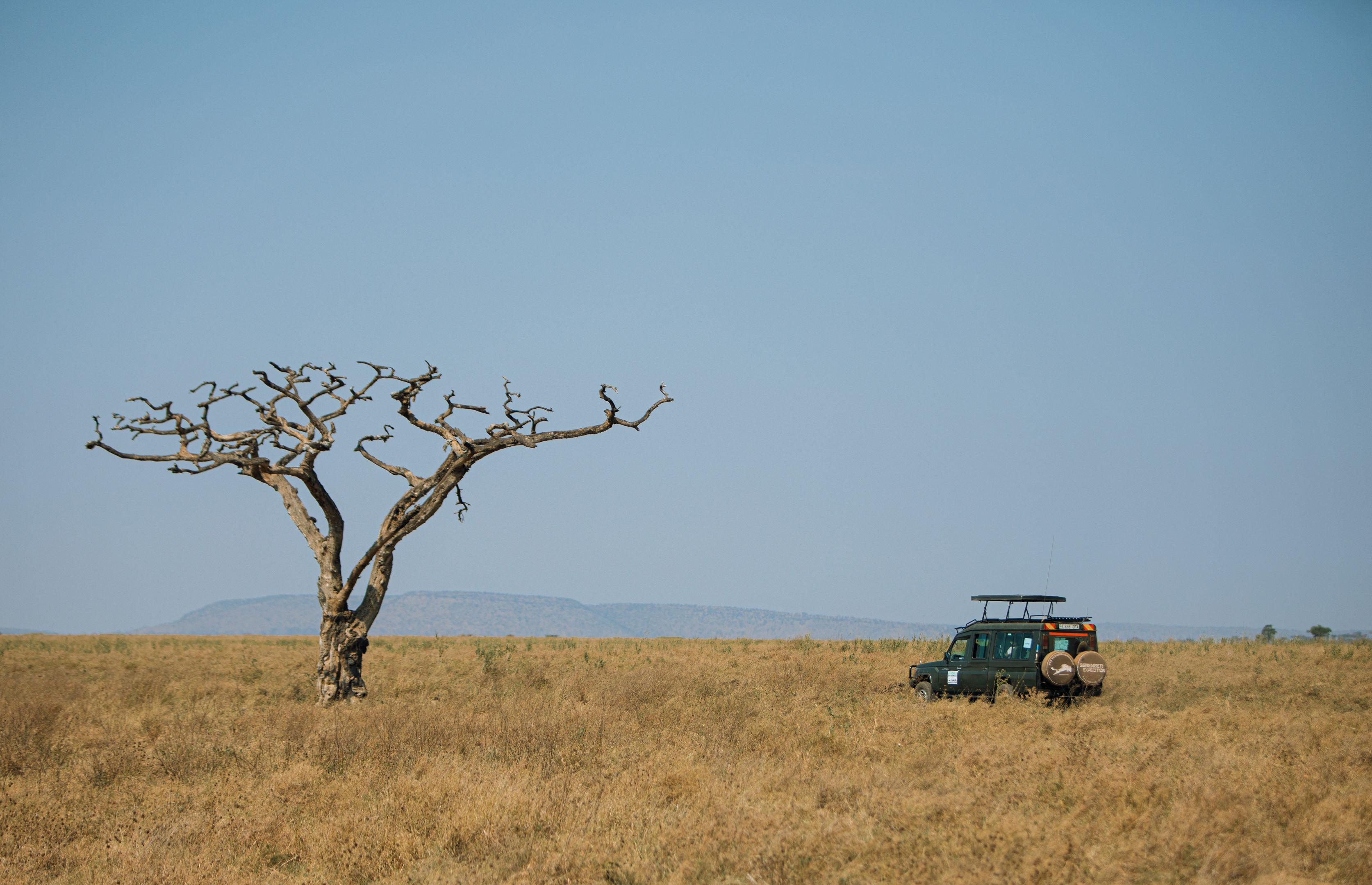 Great Migration & Big Cat Safari