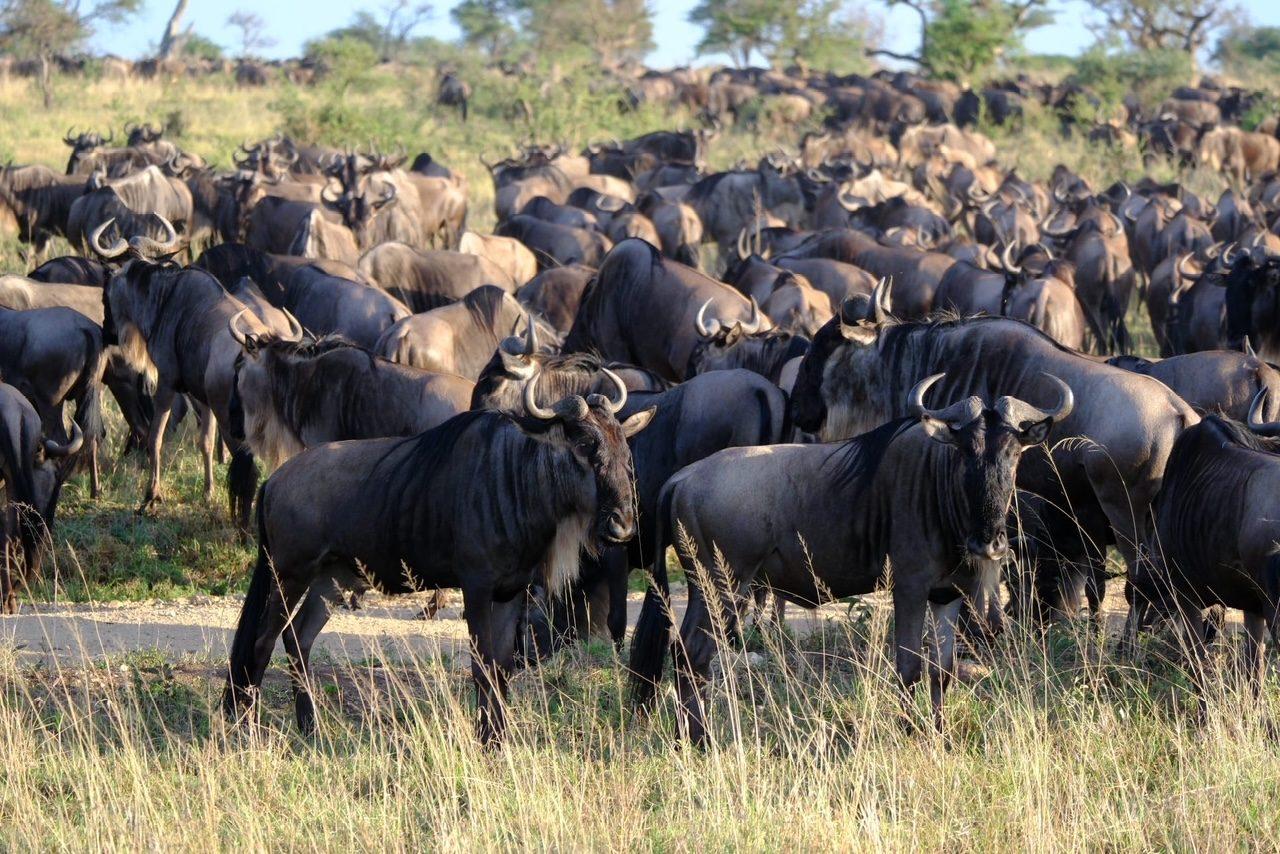 Great Migration & Big Cat Safari